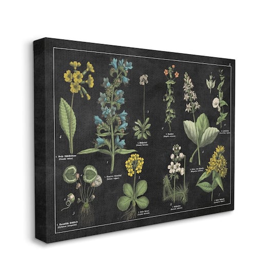 Stupell Industries Antique Wild Flower Chart Scientific Botanical Print Canvas Wall Art